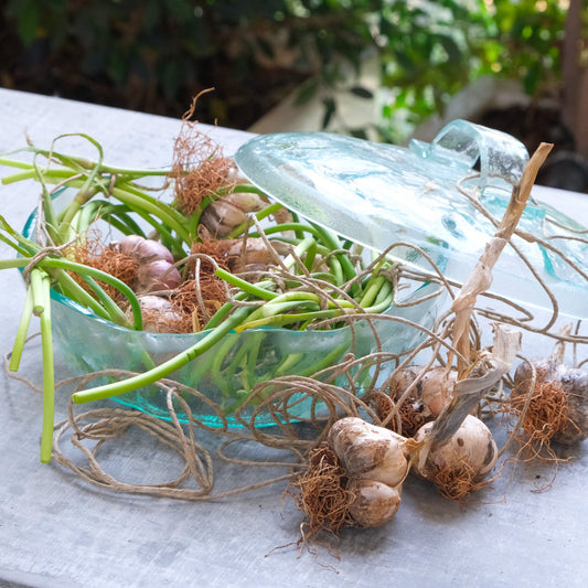 Jelly Casserole Clear